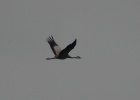 VWG vogelreis Oost Duitsland mei 2010 495